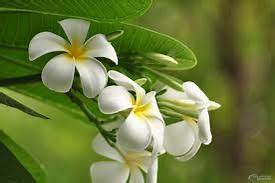 Sunnah method of marriage