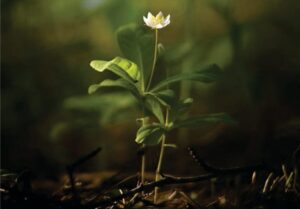 Expenditure, Expenditure includes, Housing