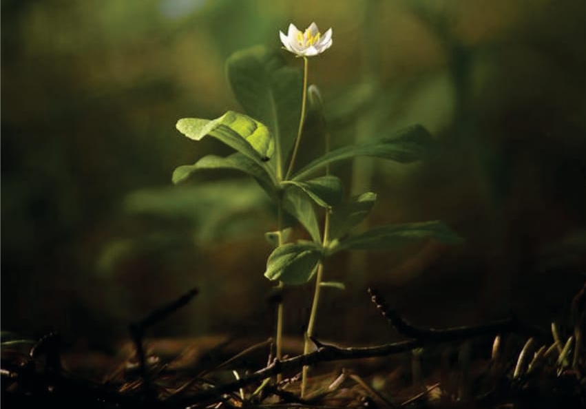 Expenditure, Expenditure includes, Housing